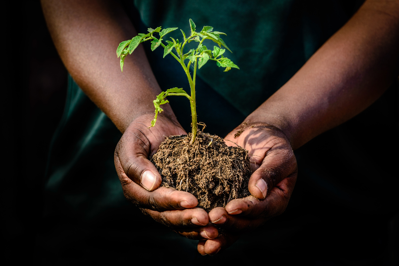 Hands holding plant in soil